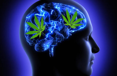Marijuana effects on the brain