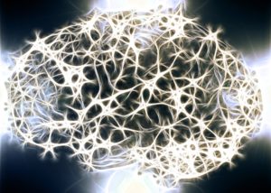Brain