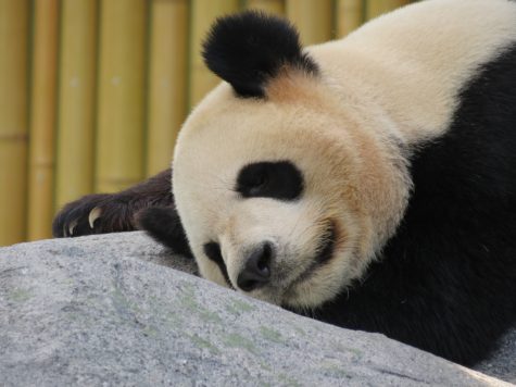 pandas