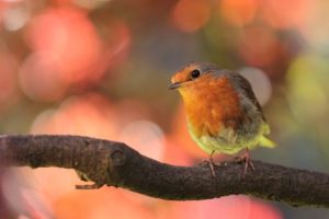 bird watching