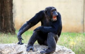 Chimp making funny face
