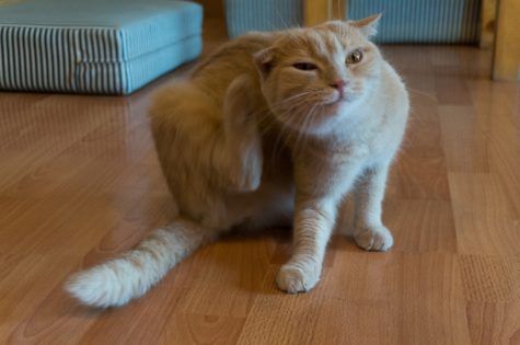 Cat scratching an itch