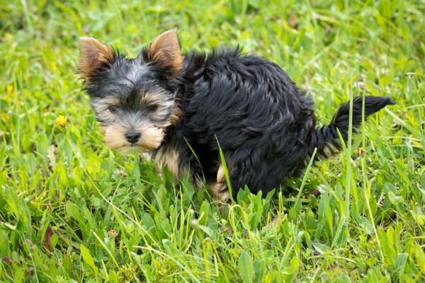 Dog pooping