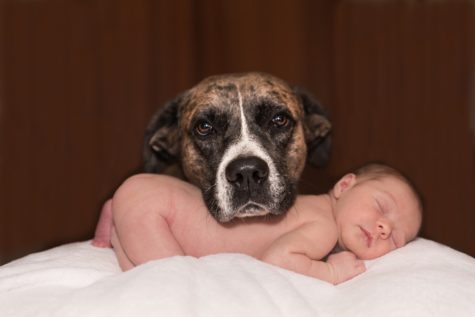 Dog with sleeping baby