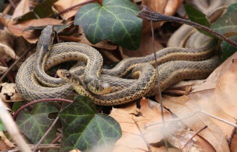 Mating garter snakes