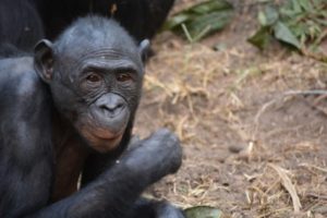 Bonobo