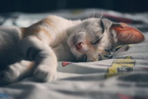 Cat sleeping on blanket