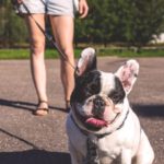 Pet dogs reduce children's stress levels, a new study finds.