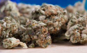 Closeup of marijuana 