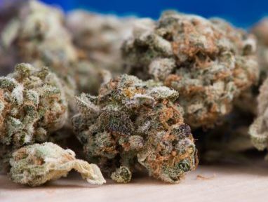 Closeup of marijuana