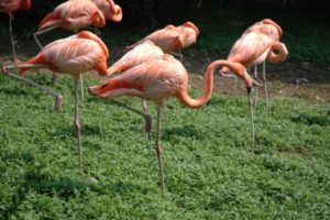 Flamingos standing on one leg
