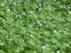 Garlic mustard weed plants