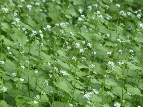 garlic-mustard-116292_1920