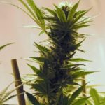 NFL players say medical marijuana should be alternative to painkillers, new survey finds.