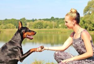 Dog giving owner its paw