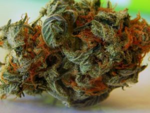 Closeup of marijuana