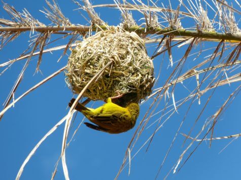 birds nest