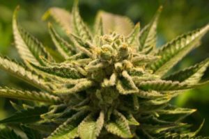 Cannabis, marijuana plant