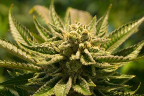 Cannabis, marijuana plant