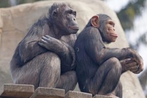 Pair of chimps