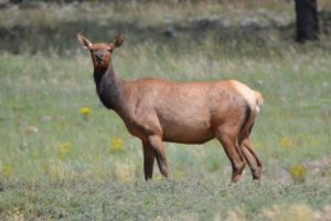 Elk in a field