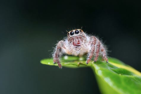 Jumping spider on a leaf