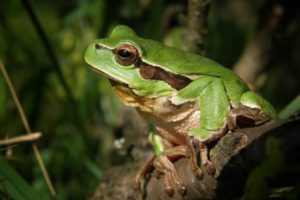 Tree frog