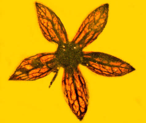 Ancient flower found fossilized in amber