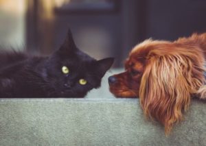 Dog and cat friends