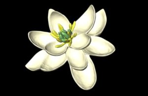 3D model of world's earliest flower