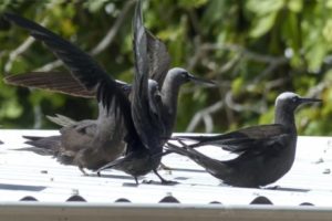 Group of shearwaters