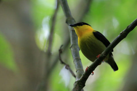 Golden-collared manakin