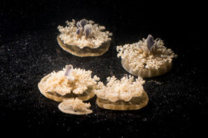 "Sleeping" jellyfish
