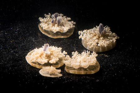 LGoentoro_Jellyfish-Research-4193-NEWS-WEB
