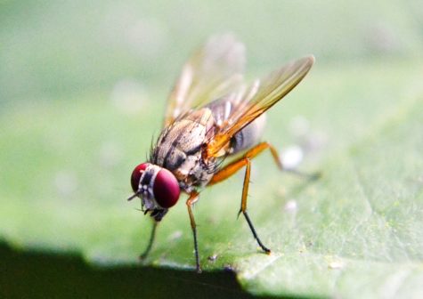 fruit-fly-219392_1920