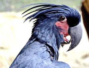 Palm Cockatoo