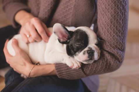 Dog in owner's arms