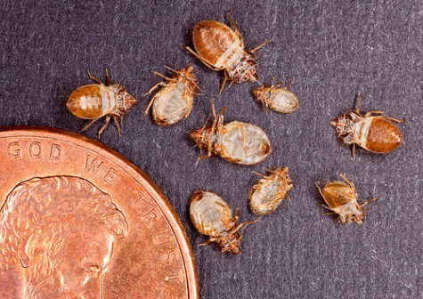 Bed bugs