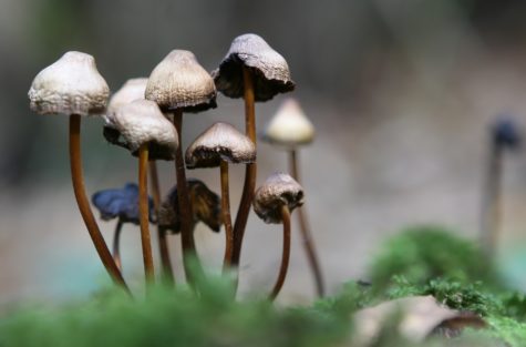 Mushrooms