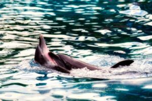 Dolphins playing together