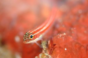 Goby fish