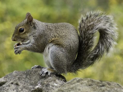 squirrel-498139_1920