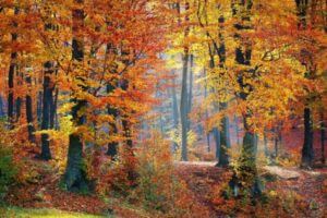 Forest in the fall