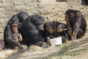 Chimpanzees eating