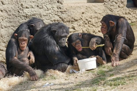 Chimpanzees eating