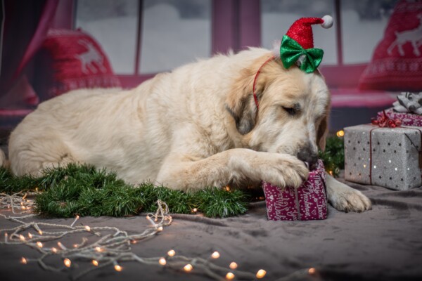Christmas dog
