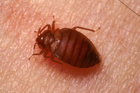 Bed bug