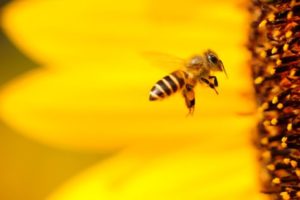 Bee flying into flower