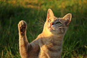 Cat trying to catch with paw