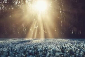 Sunlight through trees